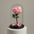 Baby Pink Medium Preserved Rose