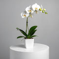 Classic Single White Orchid
