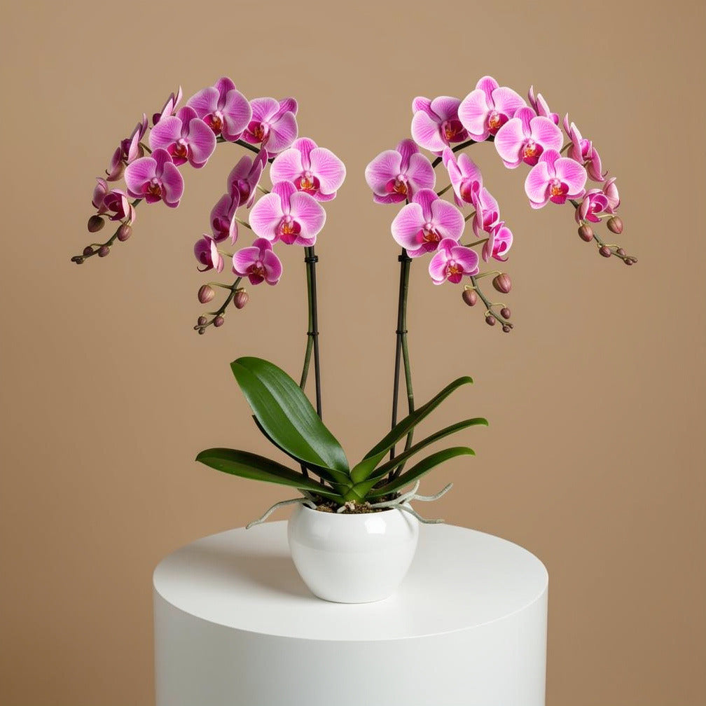 Elegant Duo Purple Orchids