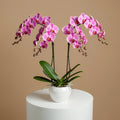 Elegant Duo Purple Orchids