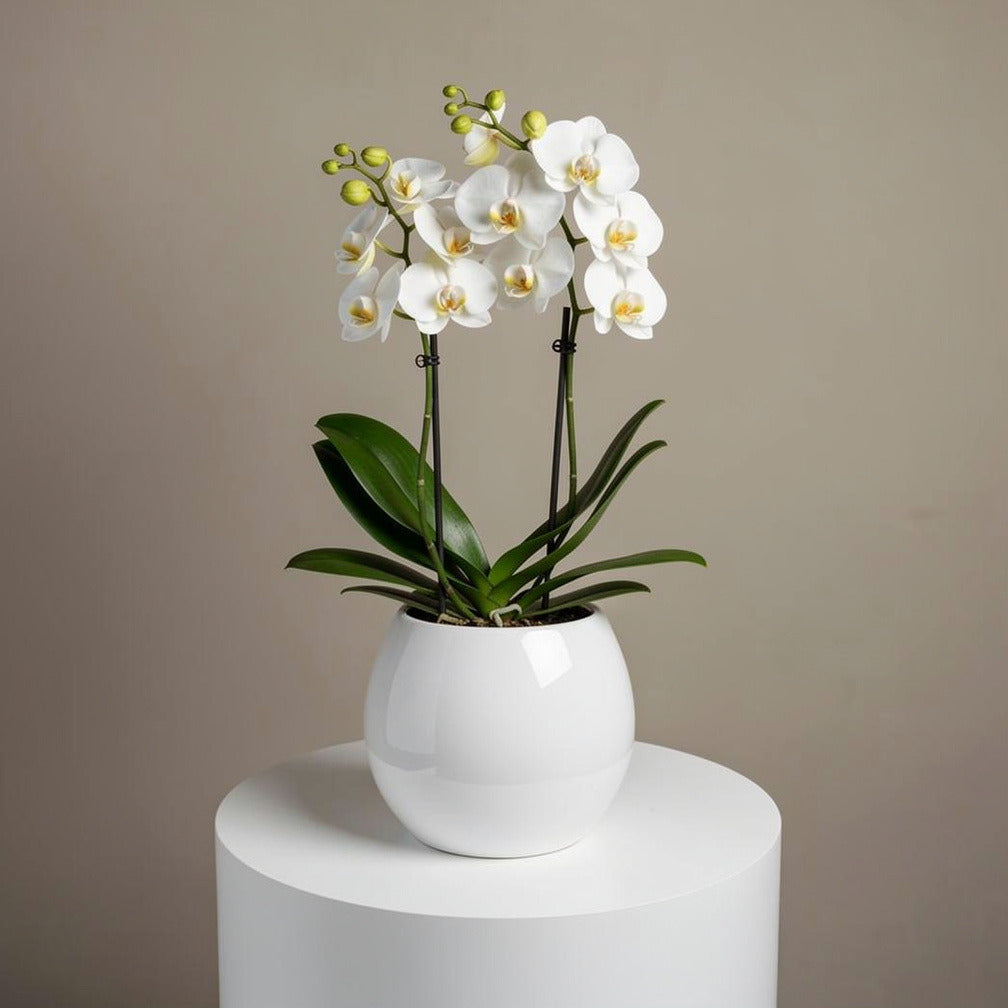 Elegant Duo White Orchids
