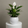 Elegant Peace Lily Plant
