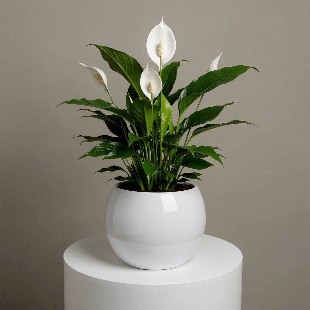 Elegant Peace Lily Plant