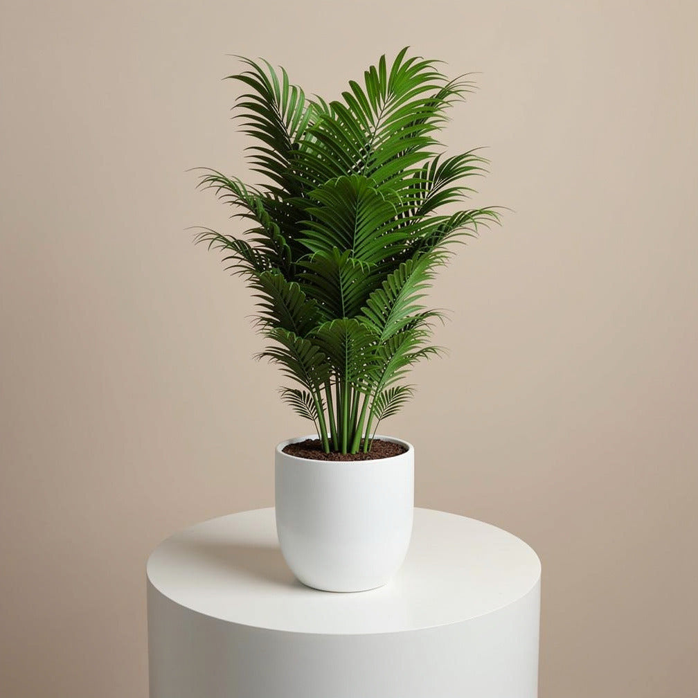 Elegant Small Palm Plant