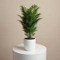 Elegant Small Palm Plant