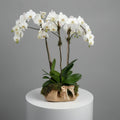 Elegant Trio White Orchids
