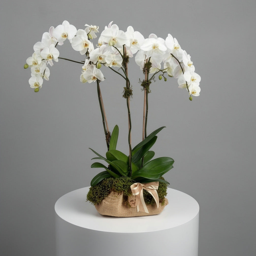 Elegant Trio White Orchids