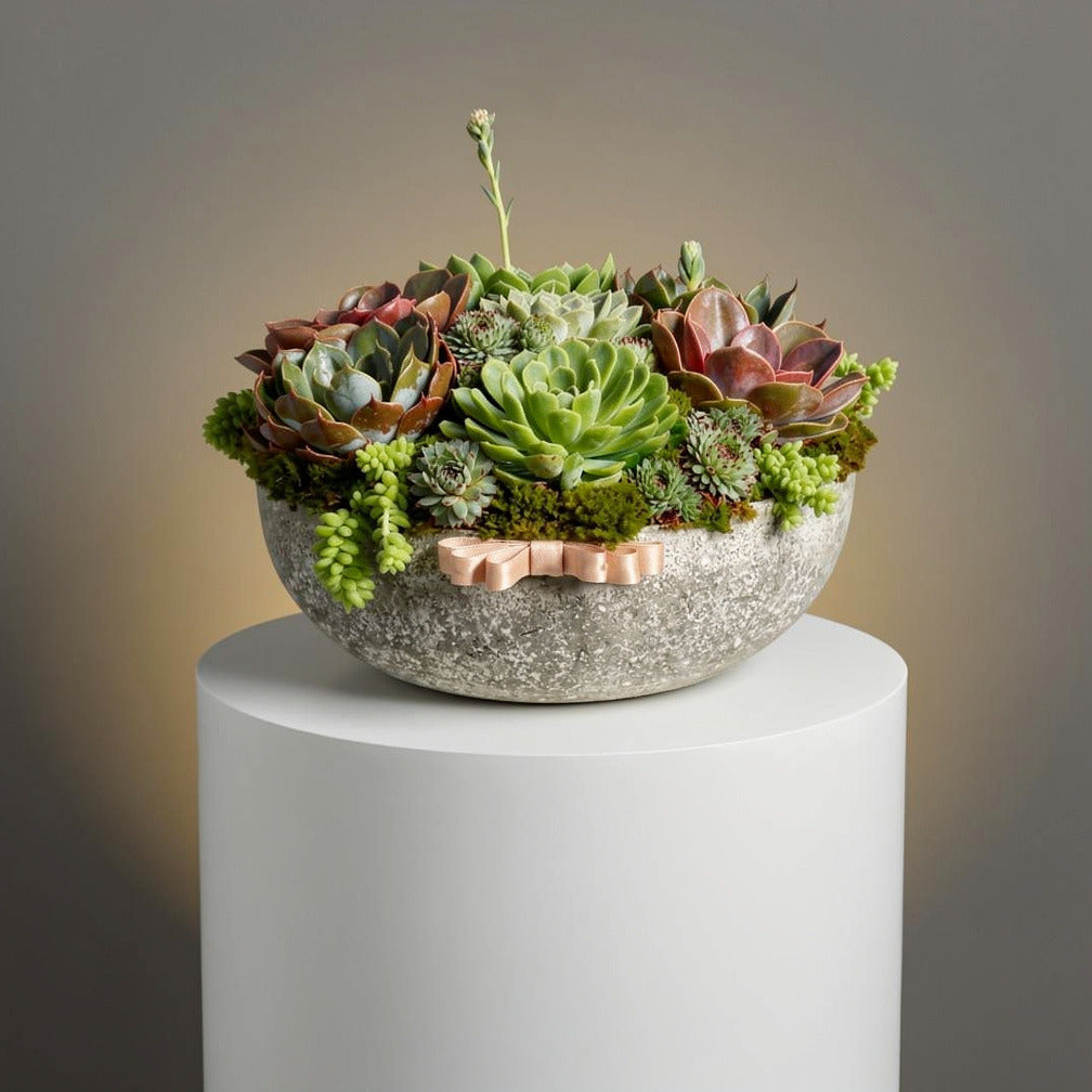 Lush Jungle Pot