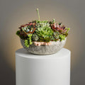 Lush Jungle Pot