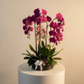 Luxury 7 Purple Orchids