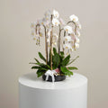 Luxury 7 White Orchids Plants