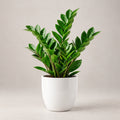 Minimalist ZZ Plant