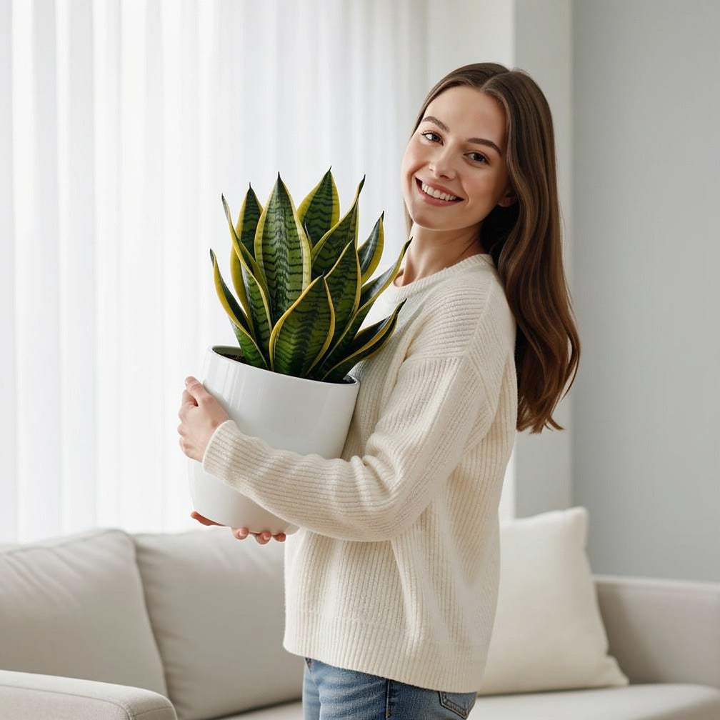 Small Snake Plant held by a model, view 1