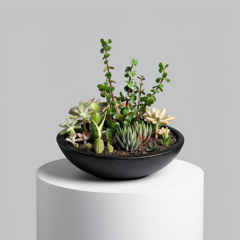 Succulent Jungle Pot