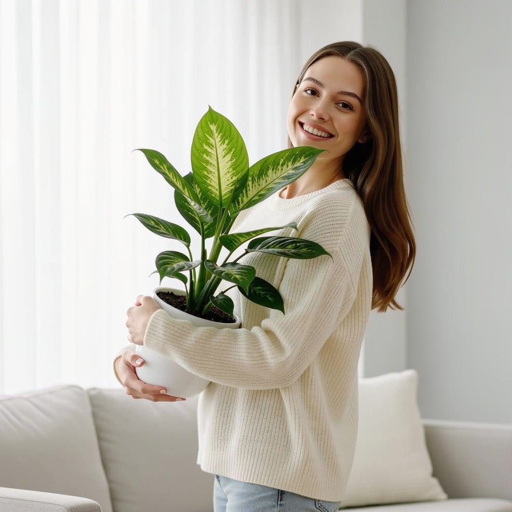 Tropical Dieffenbachia Plant held by a model, view 1