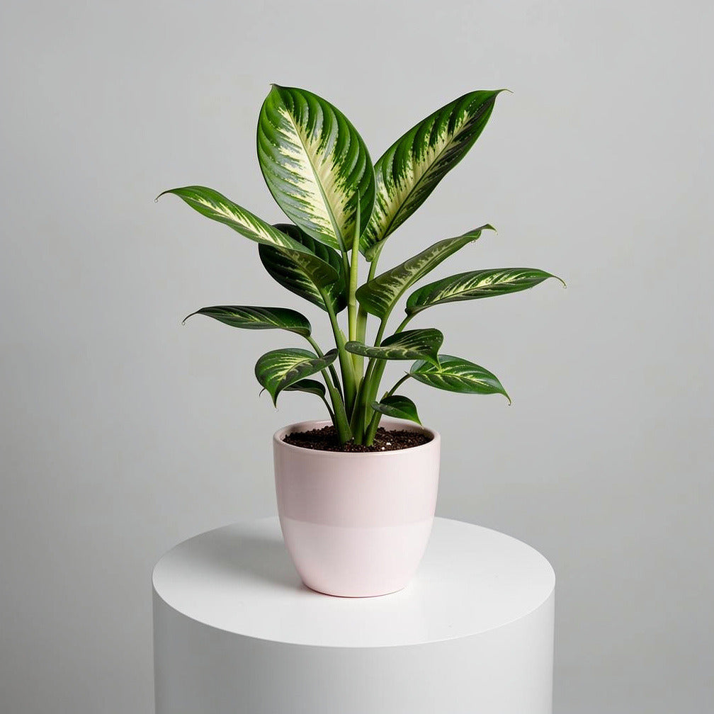Tropical Dieffenbachia Plant