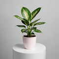 Tropical Dieffenbachia Plant