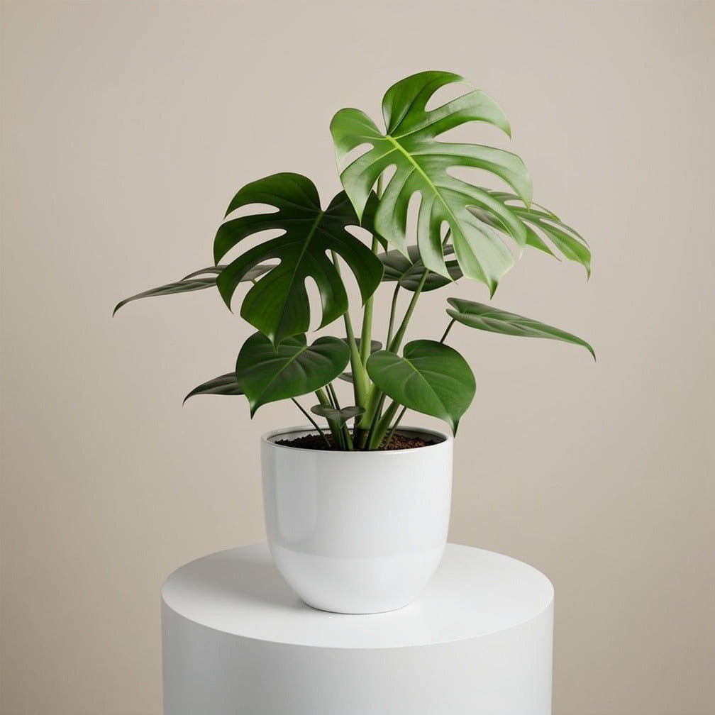 Tropical Monstera Plant