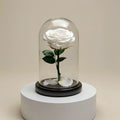 White Medium Preserved Rose