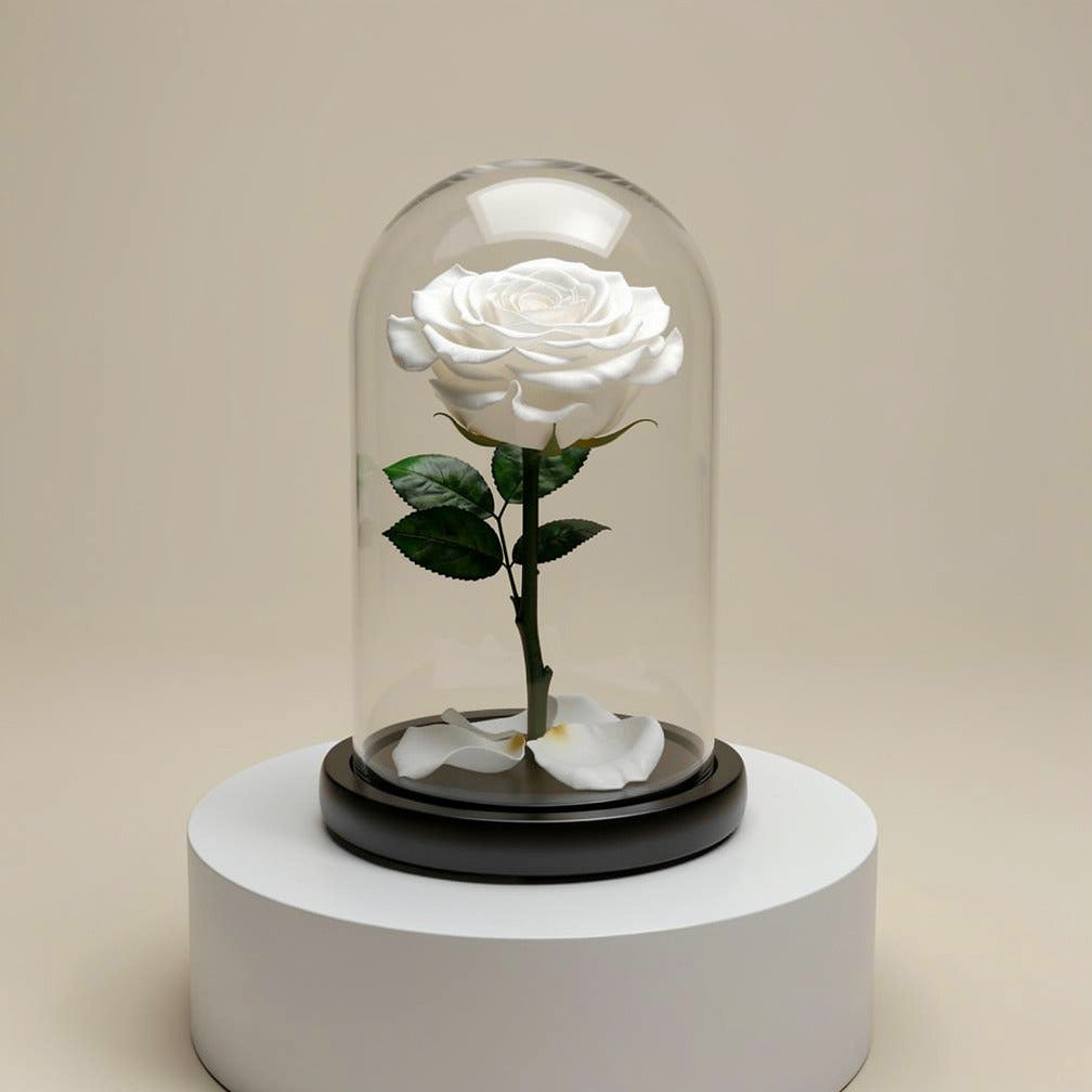 White Medium Preserved Rose